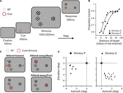 Spatial Attention Modulates Spike Count Correlations and Granger Causality in the Primary Visual Cortex